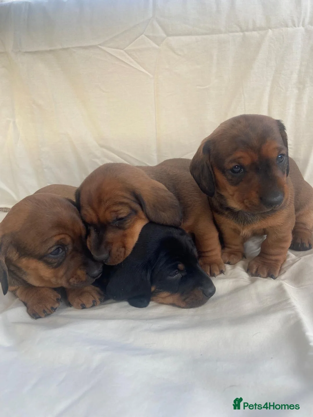Dachshund dogs for sale: For Sale  - Advert 5