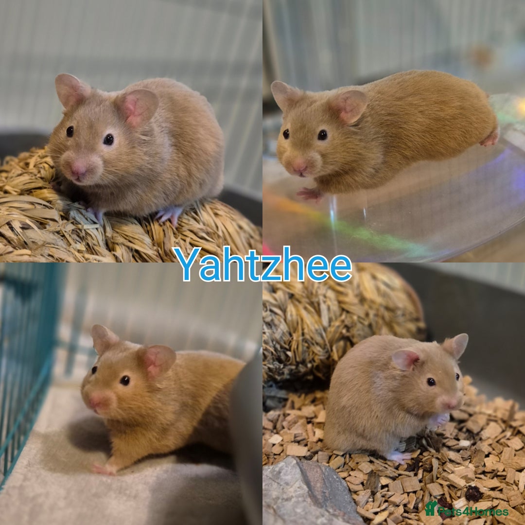 Hamster rodents for sale: 8 week old Male Pedigree Mink Syrian Hamsters - Image 2