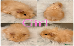 Guinea Pig rodents for sale: Baby Guinea Pig For Sale Lunkarya/Sheltie Mix - Advert 4