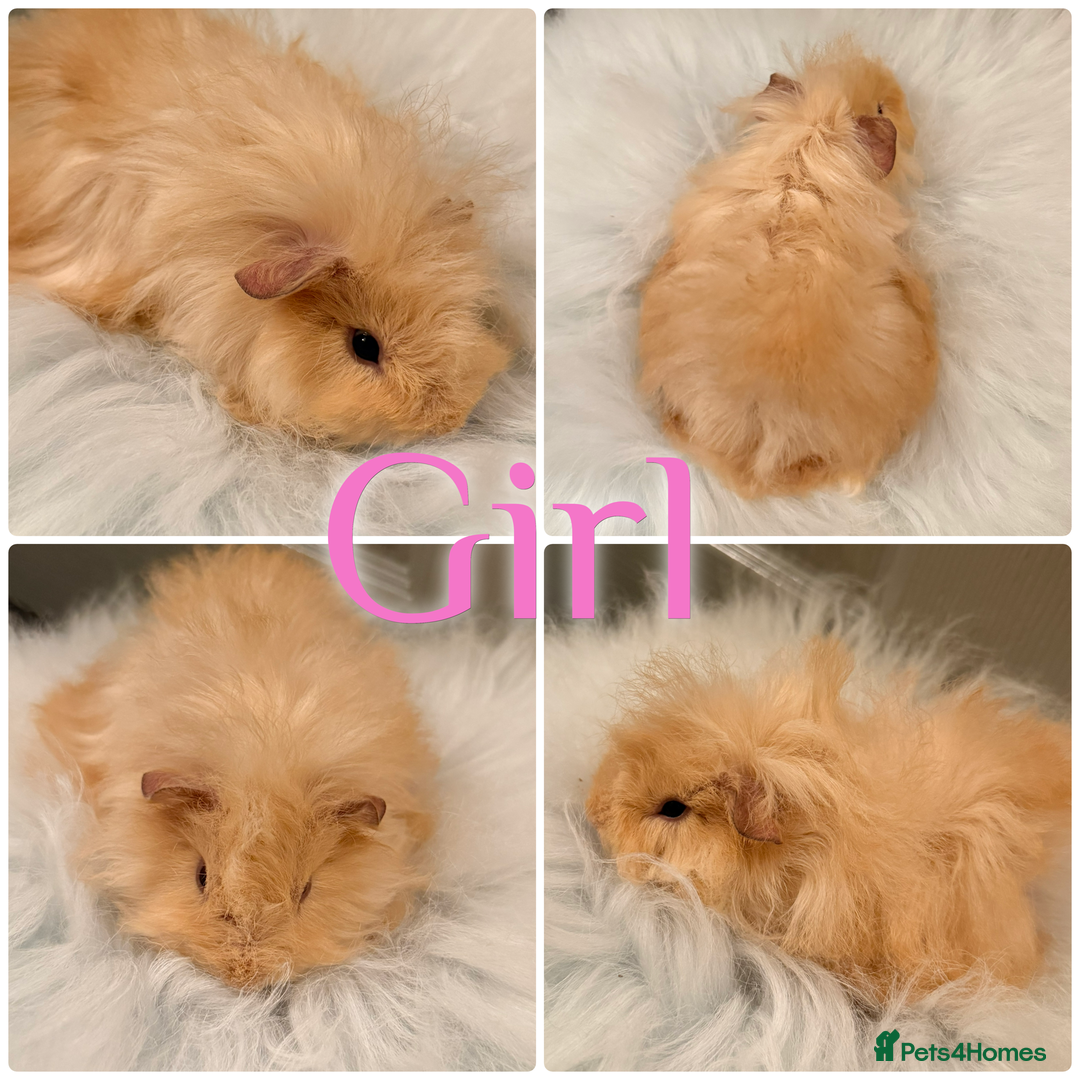 Guinea Pig rodents for sale: Baby Guinea Pig For Sale Lunkarya/Sheltie Mix - Advert 4