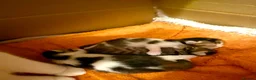 British Shorthair cats for sale: British Short Hair Kittens Purebred - Advert 4