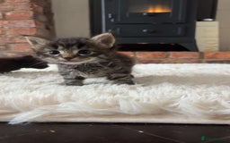 Maine Coon cats for sale: MAINECOON kittens large fluffy  - Image 17