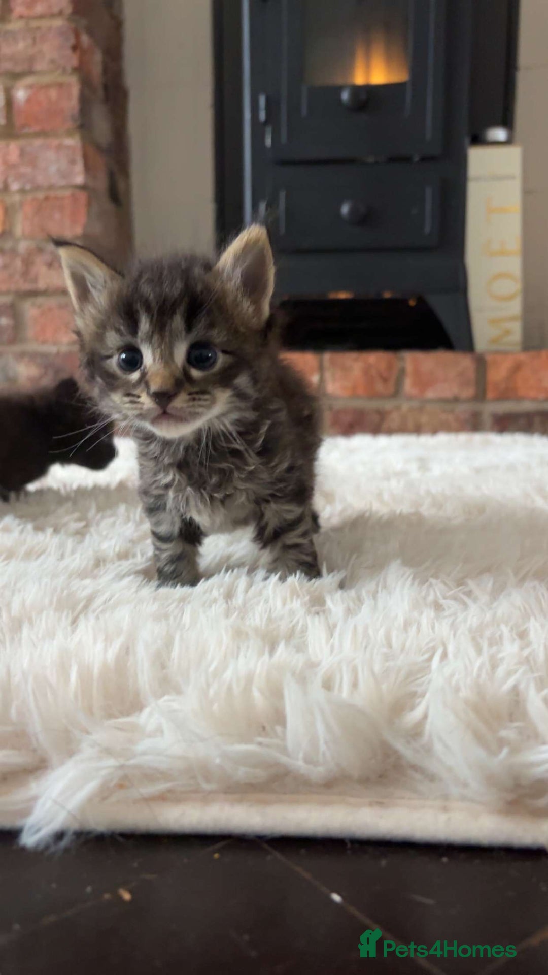 Maine Coon cats for sale: MAINECOON kittens large fluffy  - Image 17