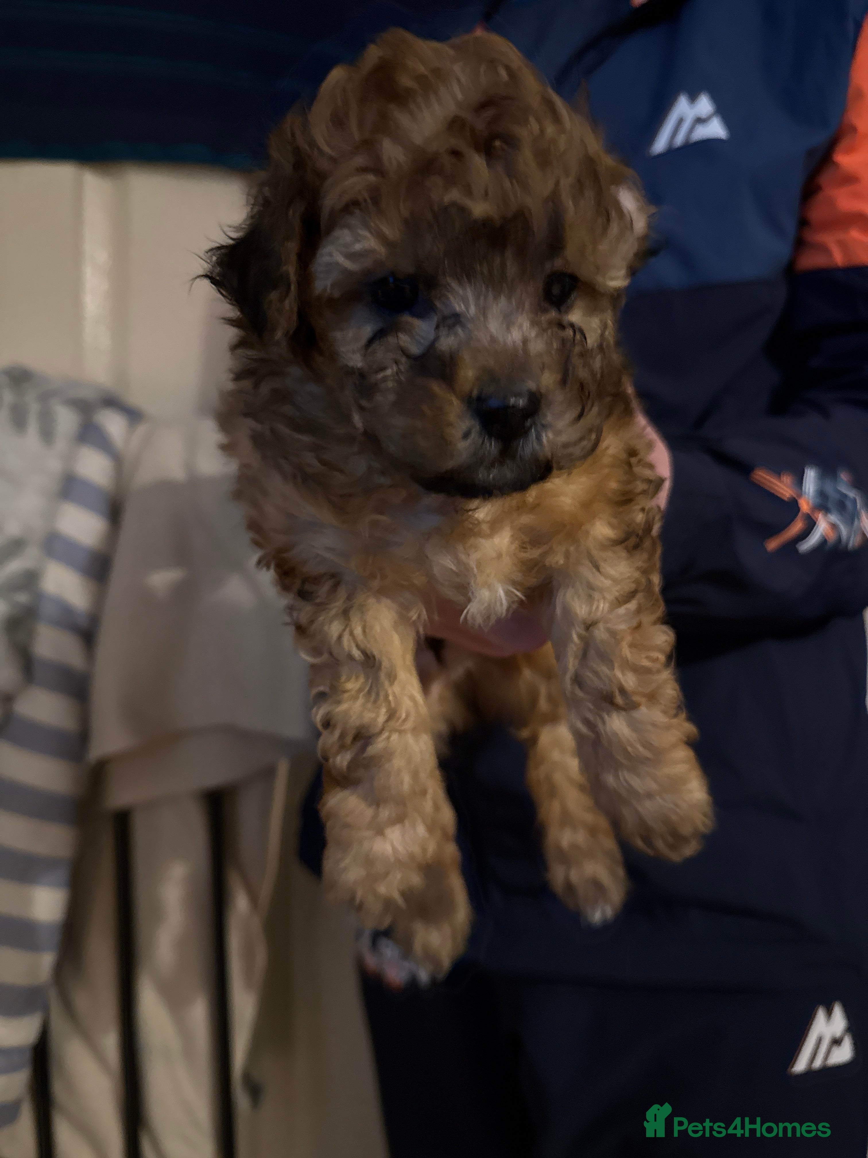 Maltipoo dogs **2 males left Beautiful Malitpoo pups**  - Advert 7