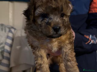 Maltipoo dogs **2 males left Beautiful Malitpoo pups** - Advert 7