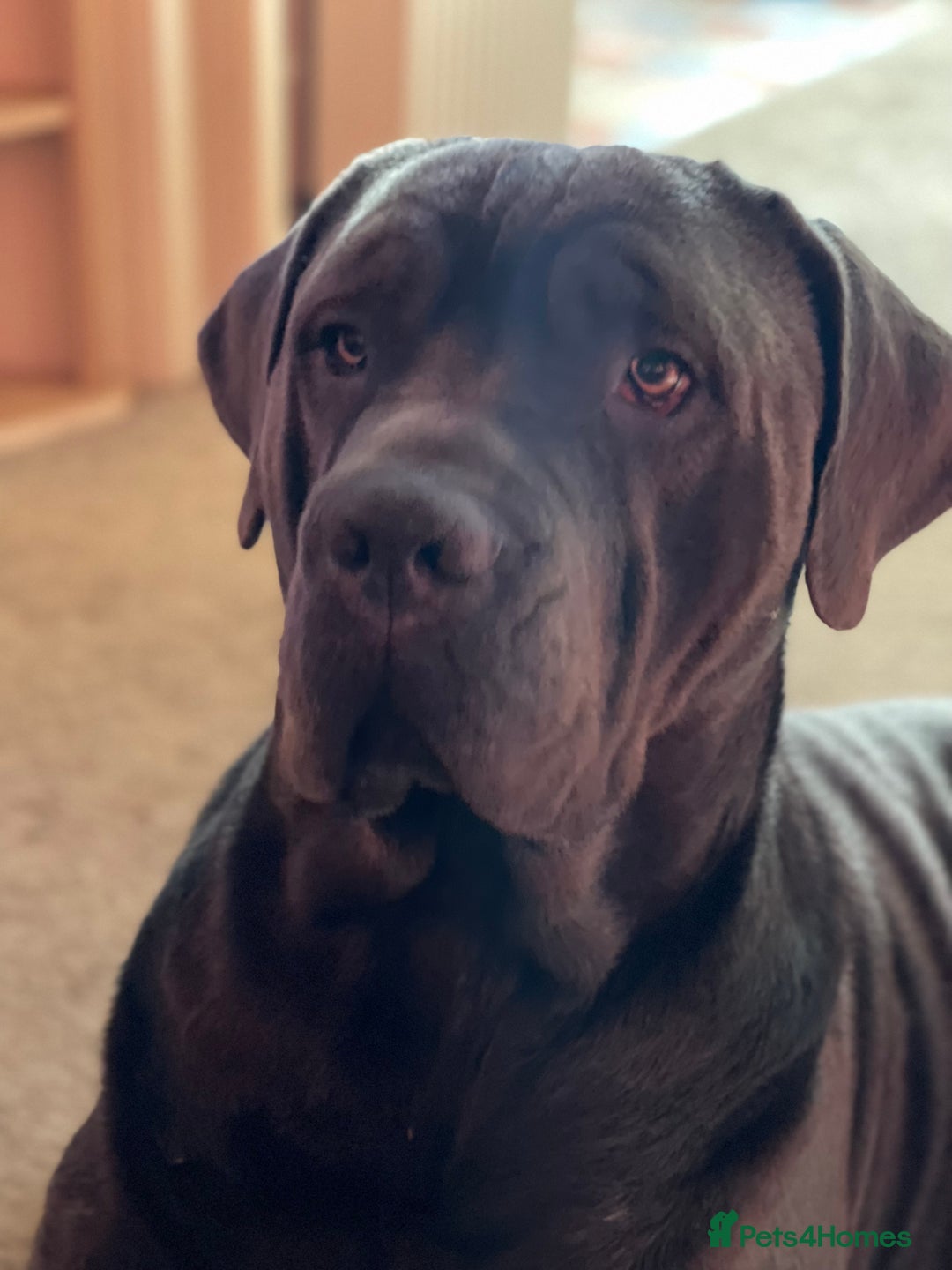 Cane Corso dogs for sale: Urgent! Stunning boy looking for a new home! - Image 7