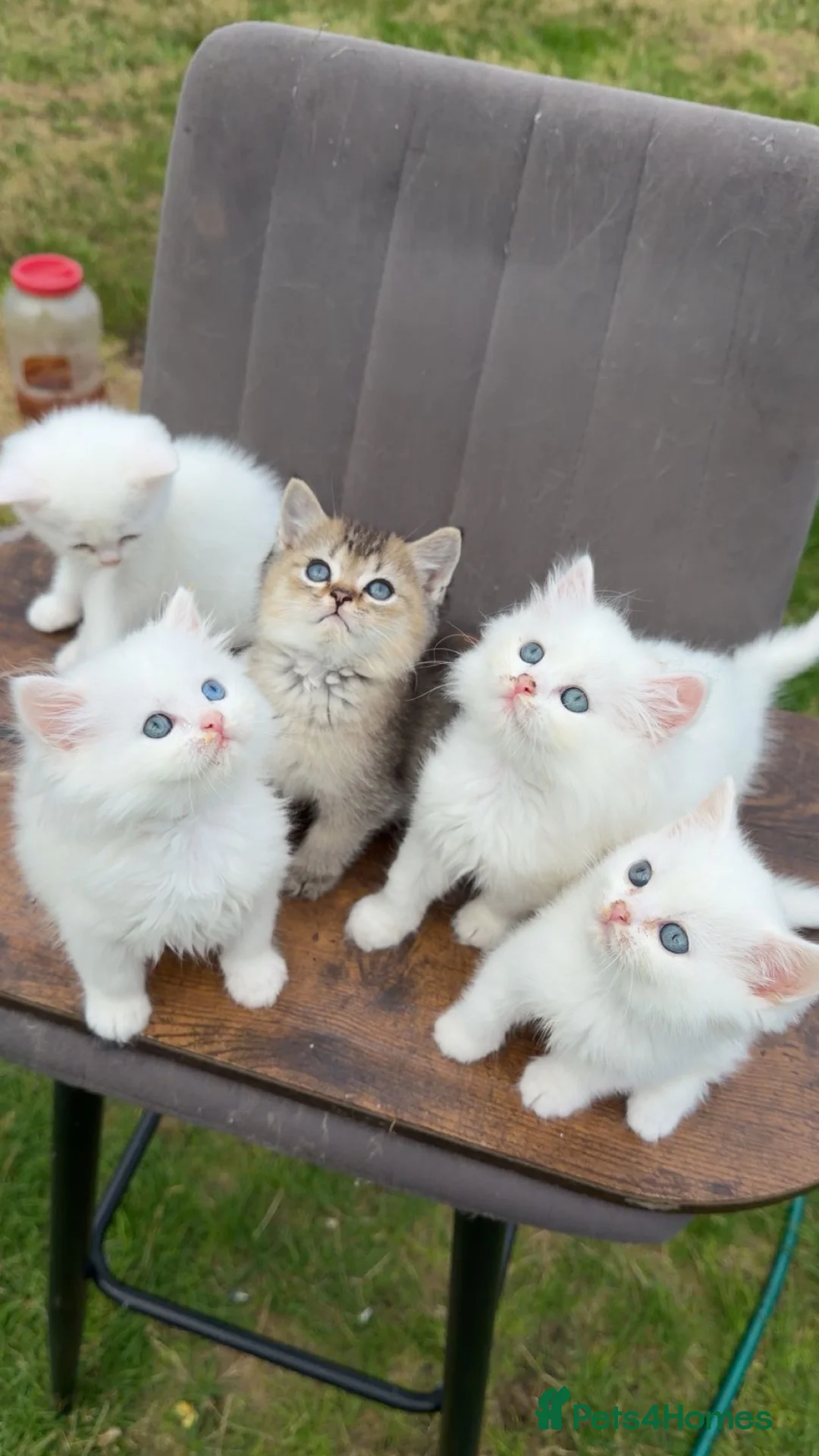 British Shorthair cats for sale: British Shorthair cat - Advert 2