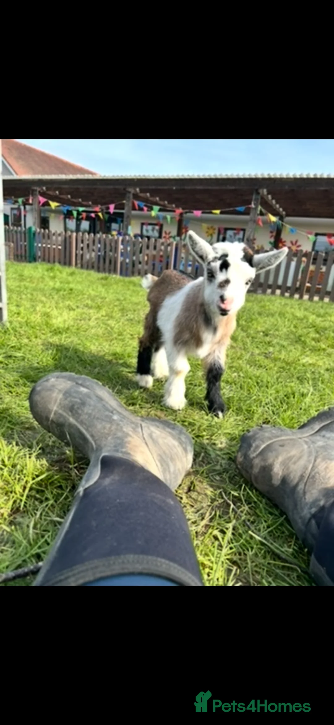 Goats livestock for sale: Female Pygmy Goat Kids - Advert 1