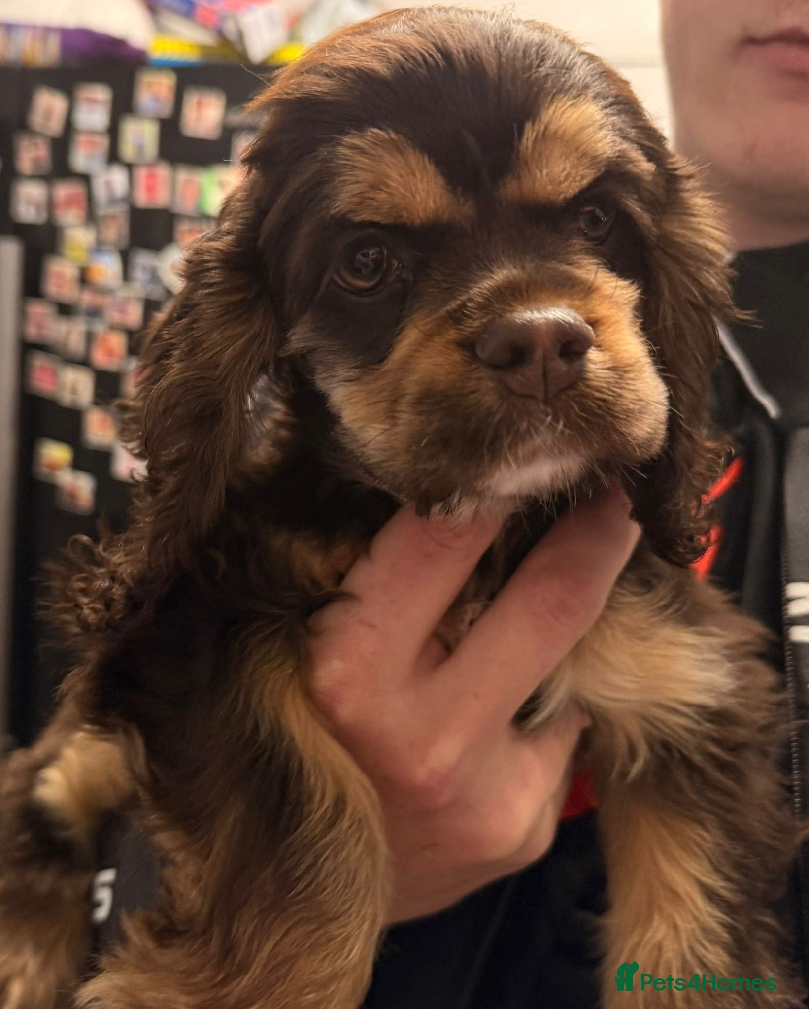 American Cocker Spaniel dogs chocolate & tan kc reg puppy girl - Advert 9