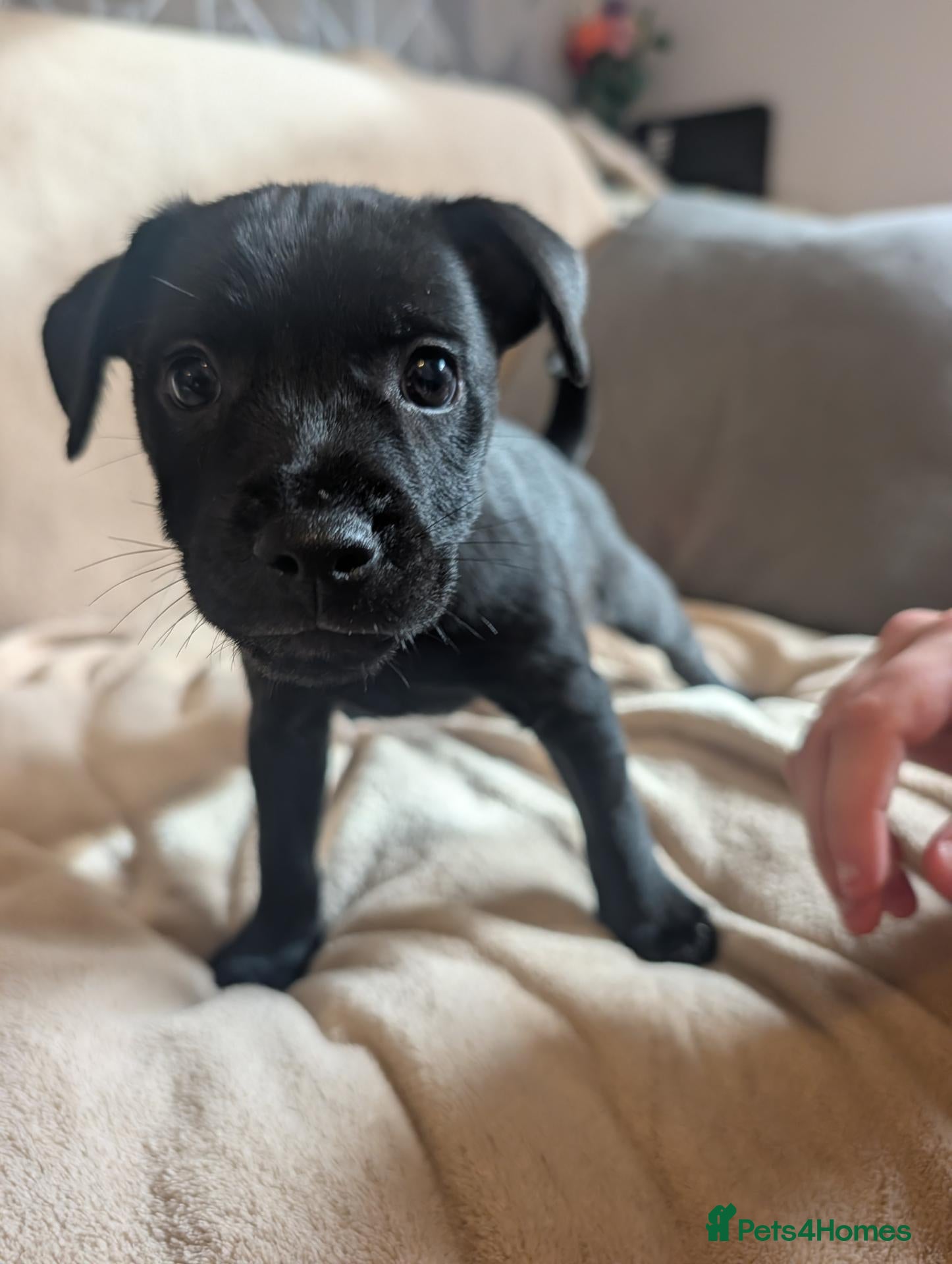 Patterdale Terrier dogs for sale: Patterdale puppies (just 1 boy left) - Advert 3