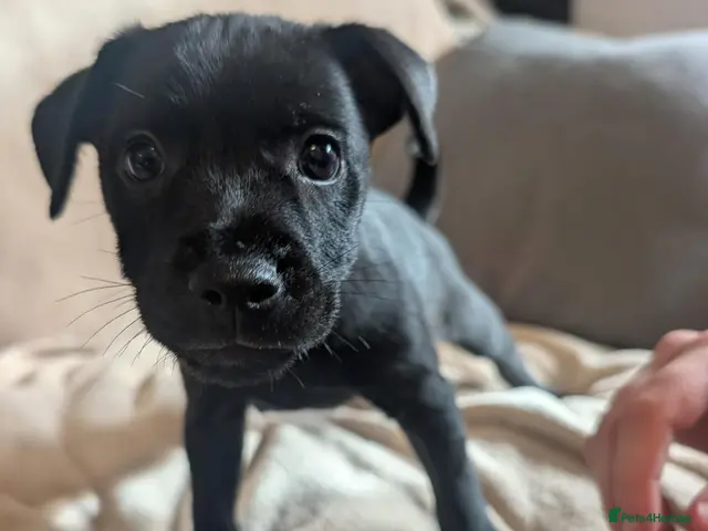 Patterdale Terrier dogs for sale: Patterdale puppies (just 1 boy left) - Advert 16