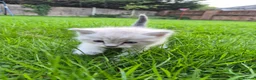 Mixed Breed cats for sale: 5 Adorable Kittens Looking for Loving Homes - Advert 6