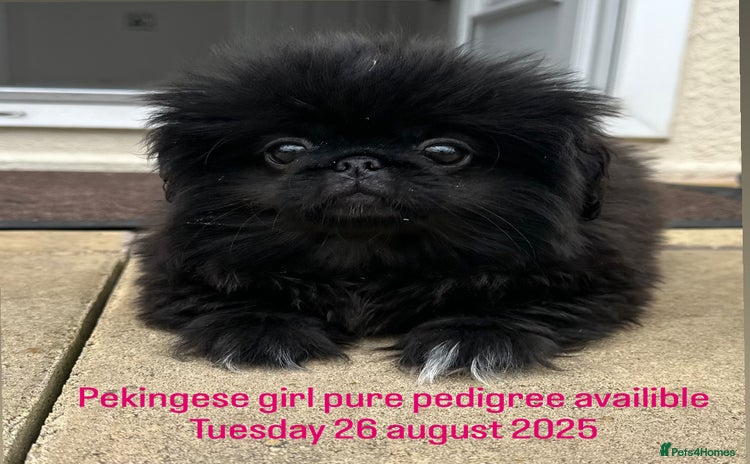 Pekingese dogs - Advert 1
