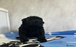 Cockapoo dogs for sale: Beautiful cockapoos - Advert 8