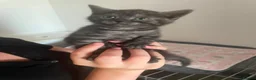 British Shorthair cats for sale: Classic tabby and spotted british shorthair girls - Advert 9