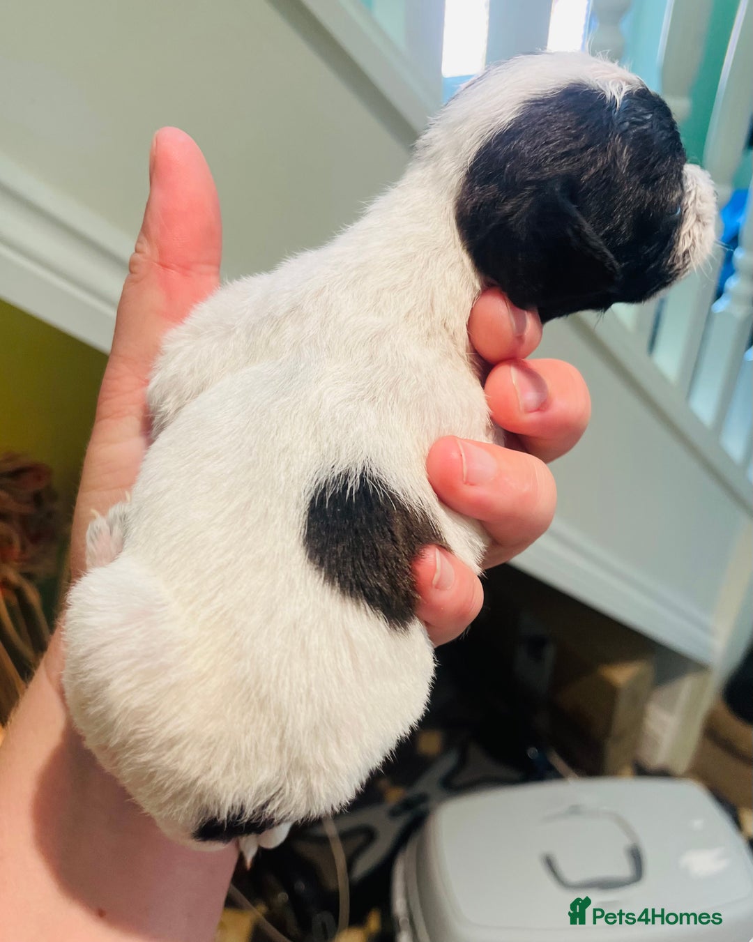 Mixed Breed dogs for sale: Jackapoo puppies for sale - Image 14