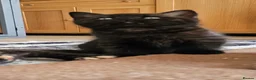 British Shorthair cats for sale: Last 2 British shorthair kittens, ready now - Advert 1