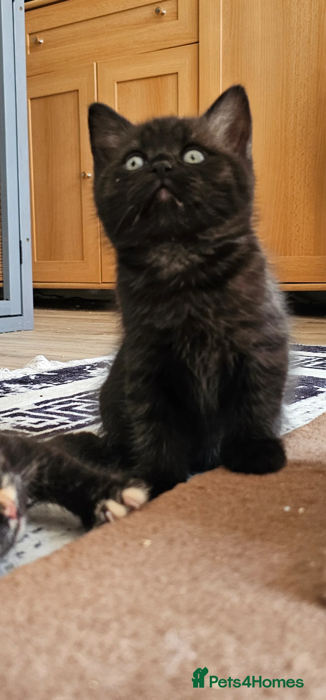 British Shorthair cats for sale: Last 2 British shorthair kittens, ready now - Advert 1
