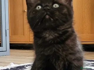 British Shorthair cats Beautiful British shorthair kittens 😸 - Advert 8