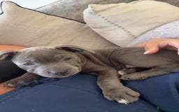 Staffordshire Bull Terrier dogs for sale: Blue staffie girl - Image 5