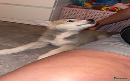 Utonagan dogs for sale: Husky x - Image 3