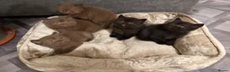 British Shorthair cats for sale: GCCF Registered Chocolate BSH kittens  - Advert 23