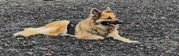 German Shepherd dogs for sale: German Shepherd pups - Advert 3