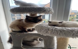 Ragdoll cats for sale: 🌟 Stunning Ragdoll Kittens 🌟 - Image 8