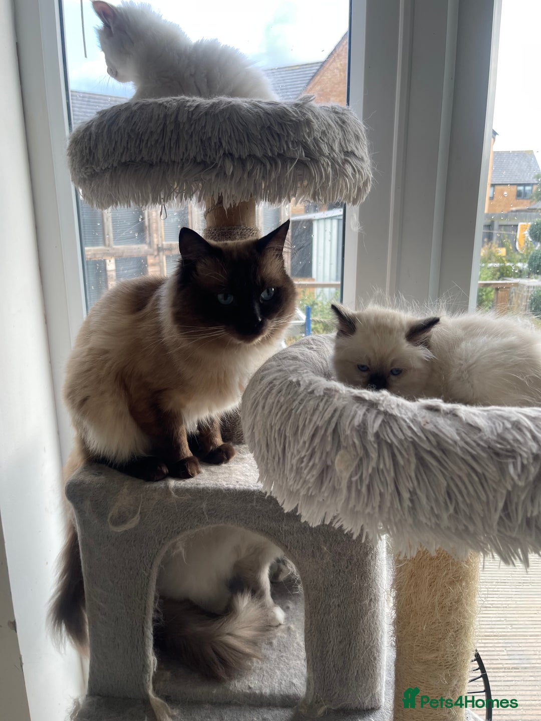 Ragdoll cats for sale: 🌟 Stunning Ragdoll Kittens 🌟 - Image 8