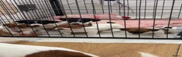 Jack Russell dogs for sale: Jackrussells terriers for sale  - Advert 5