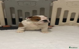 English Bulldog dogs for sale: Beautiful KC female puppy available  - Image 2