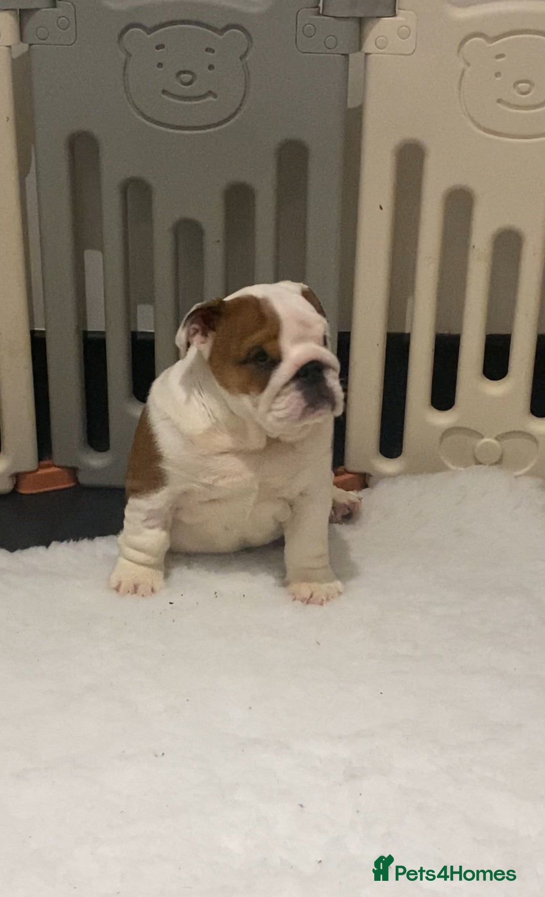English Bulldog dogs for sale: Beautiful KC female puppy available  - Image 2
