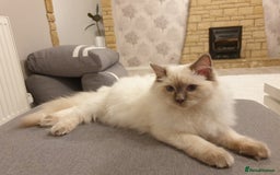 Ragdoll cats for stud: STUD! GCCF Active Registered BLUE POINT MALE STUD in Telford - Image 4