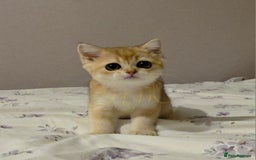 Scottish Fold cats for sale: Scottish fold Golden chinchilla  - Image 3