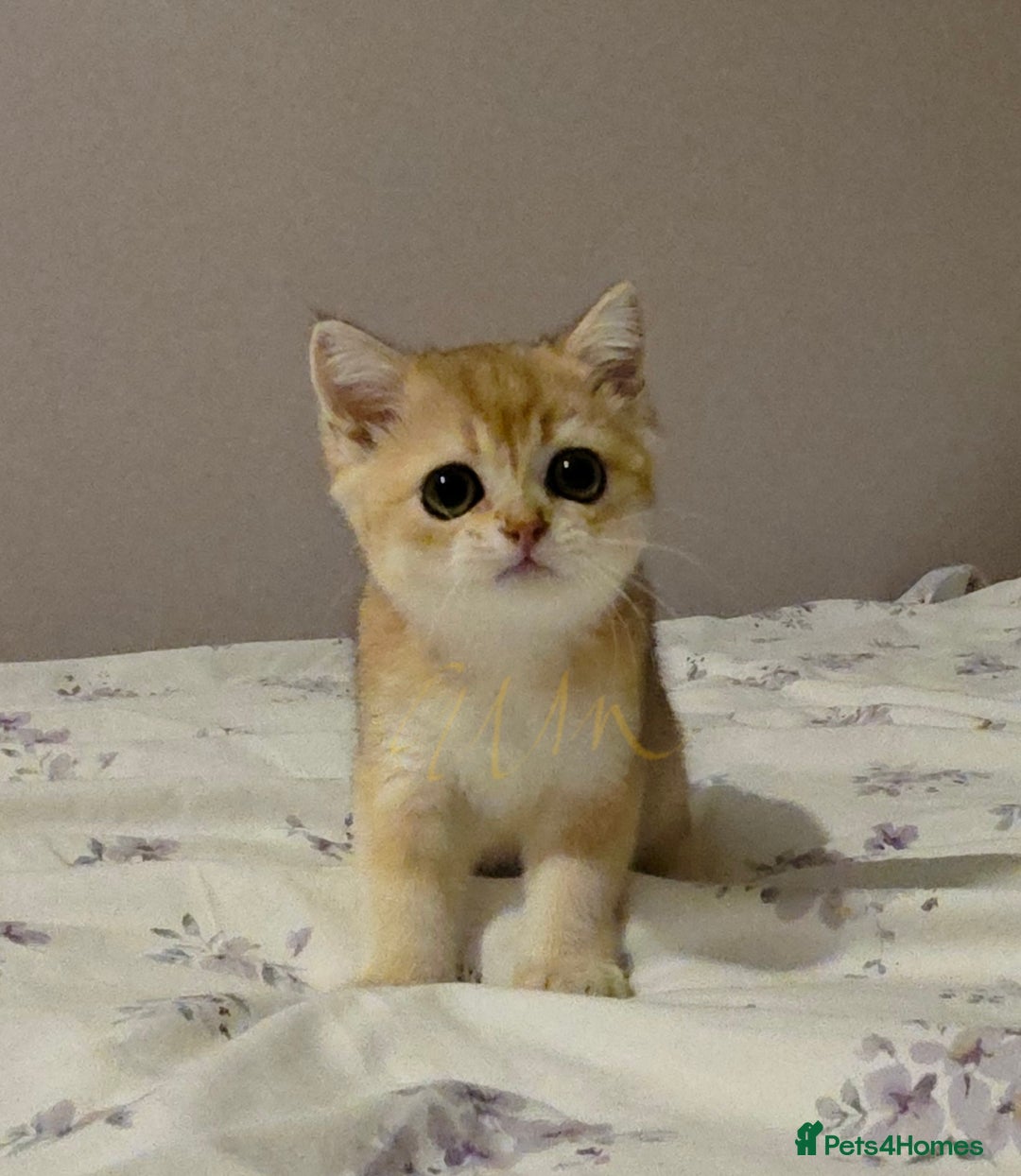 Scottish Fold cats for sale: Scottish fold Golden chinchilla  - Image 3