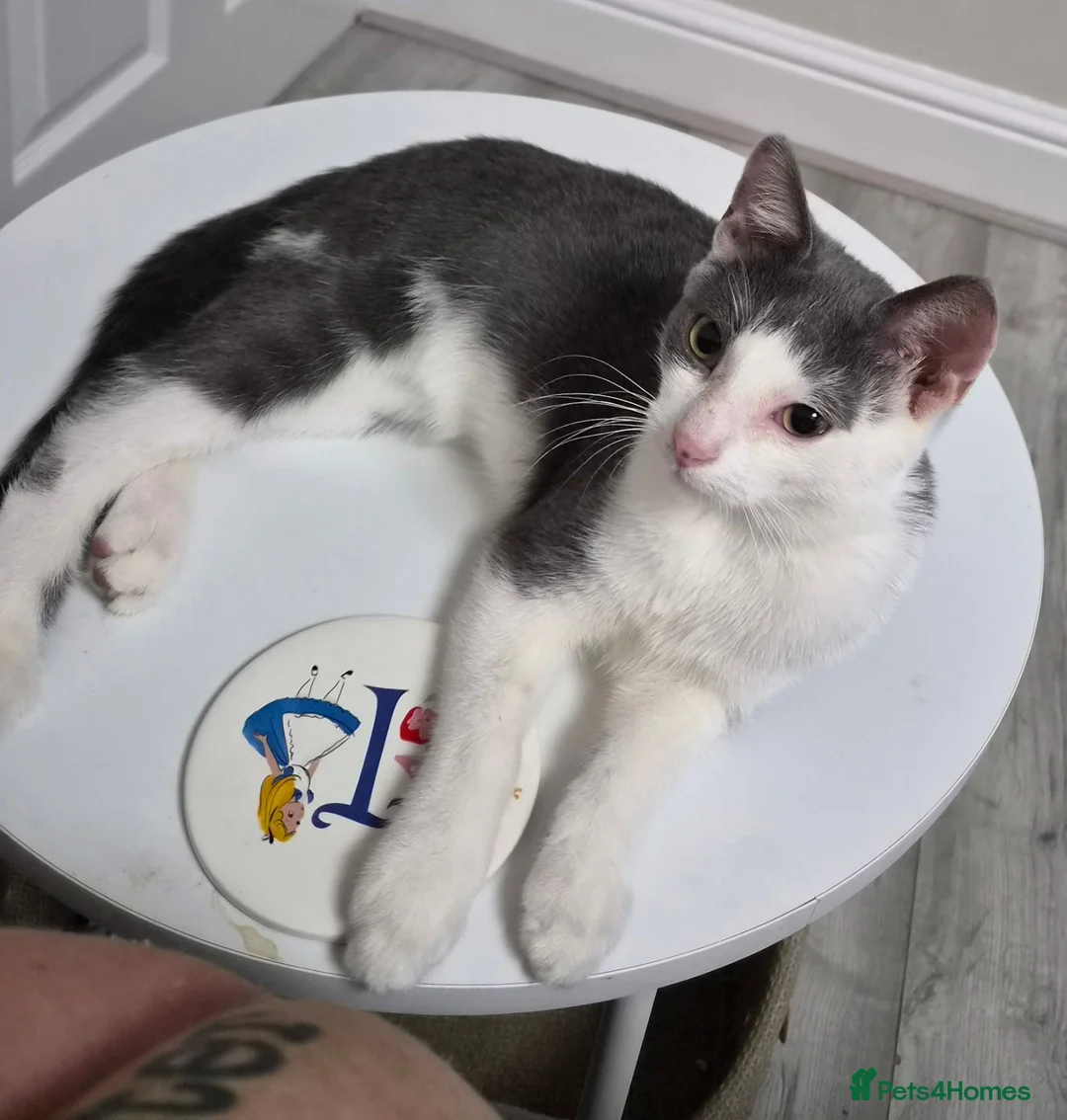 Mixed Breed cats for sale: 5 month old male grey and white kitten - Advert 2