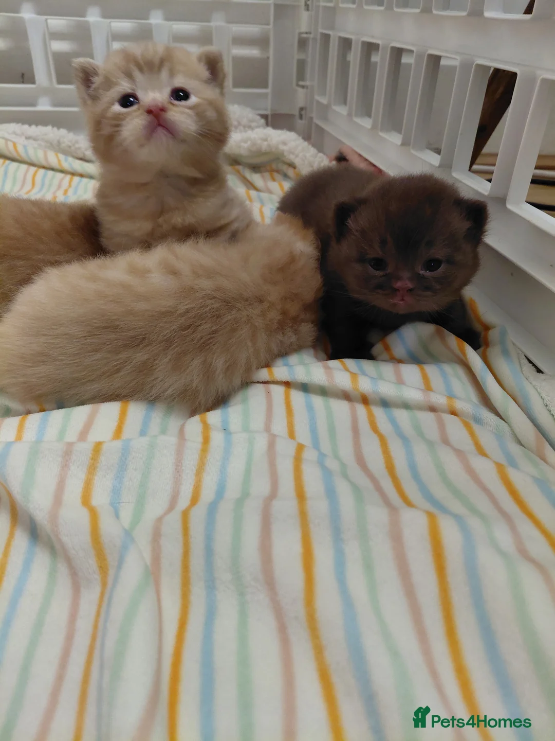 British Longhair cats for stud: British Longhair for Stud - Advert 23