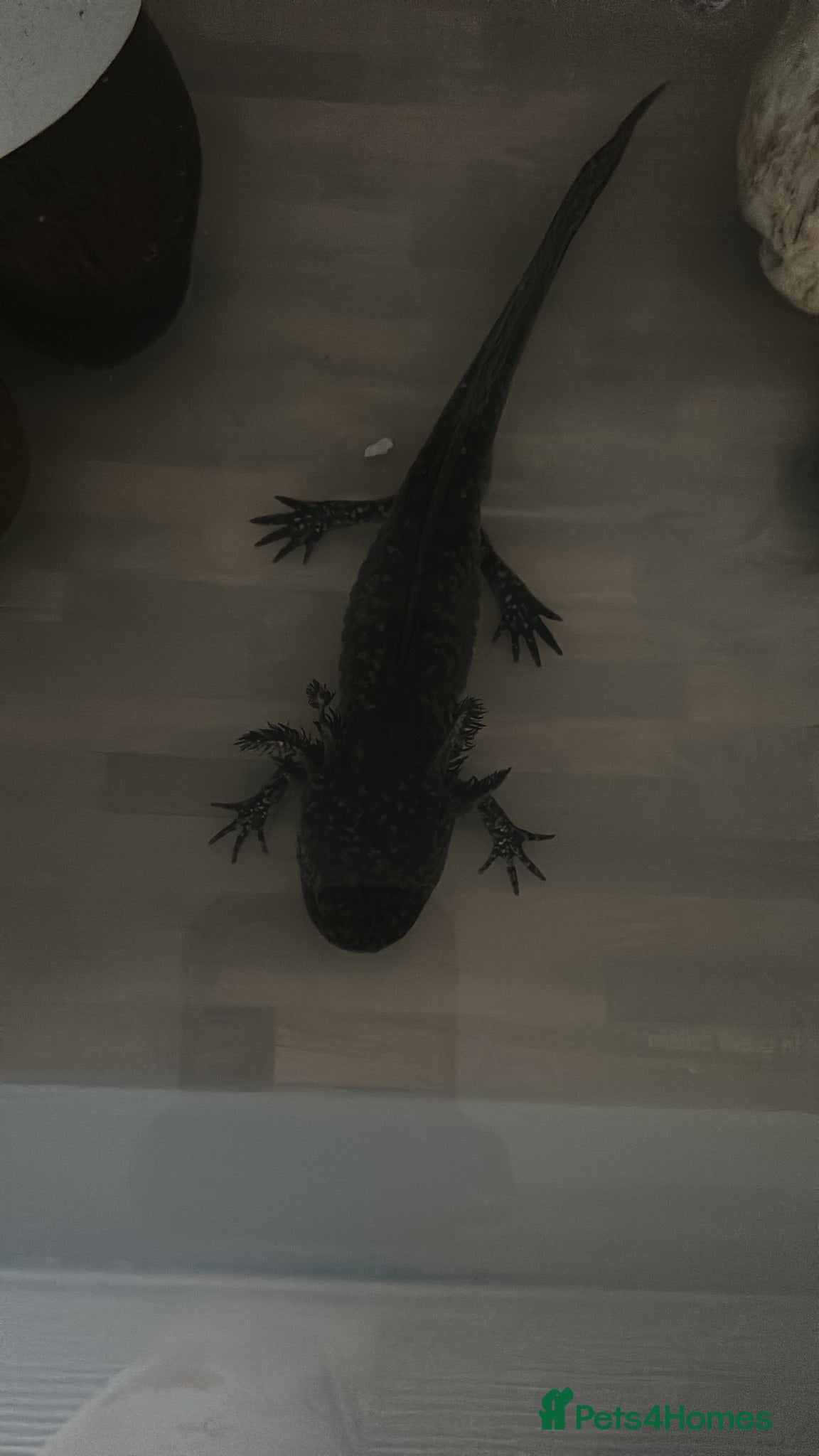 Other/Mixed Breed fish Axolotls  - Advert 6