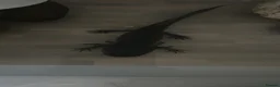 Other/Mixed Breed fish for sale: Axolotls  in Stoke-on-Trent - Advert 1