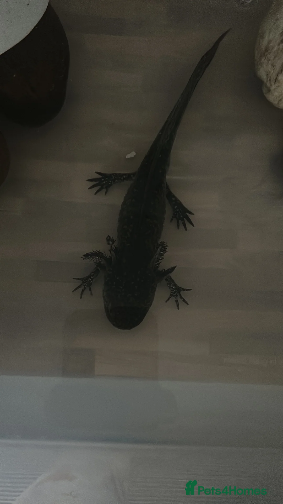 Other/Mixed Breed fish for sale: Axolotls  in Stoke-on-Trent - Advert 1
