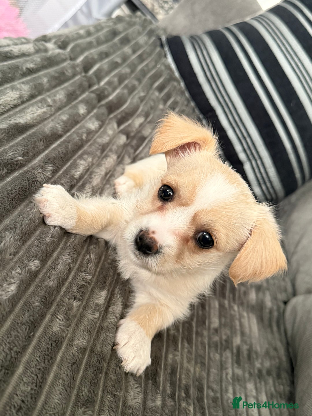 Morkie dogs for sale: Morkie puppies - Advert 3