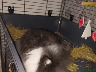 Lionhead rabbits Male unneutered lionhead - Advert 2