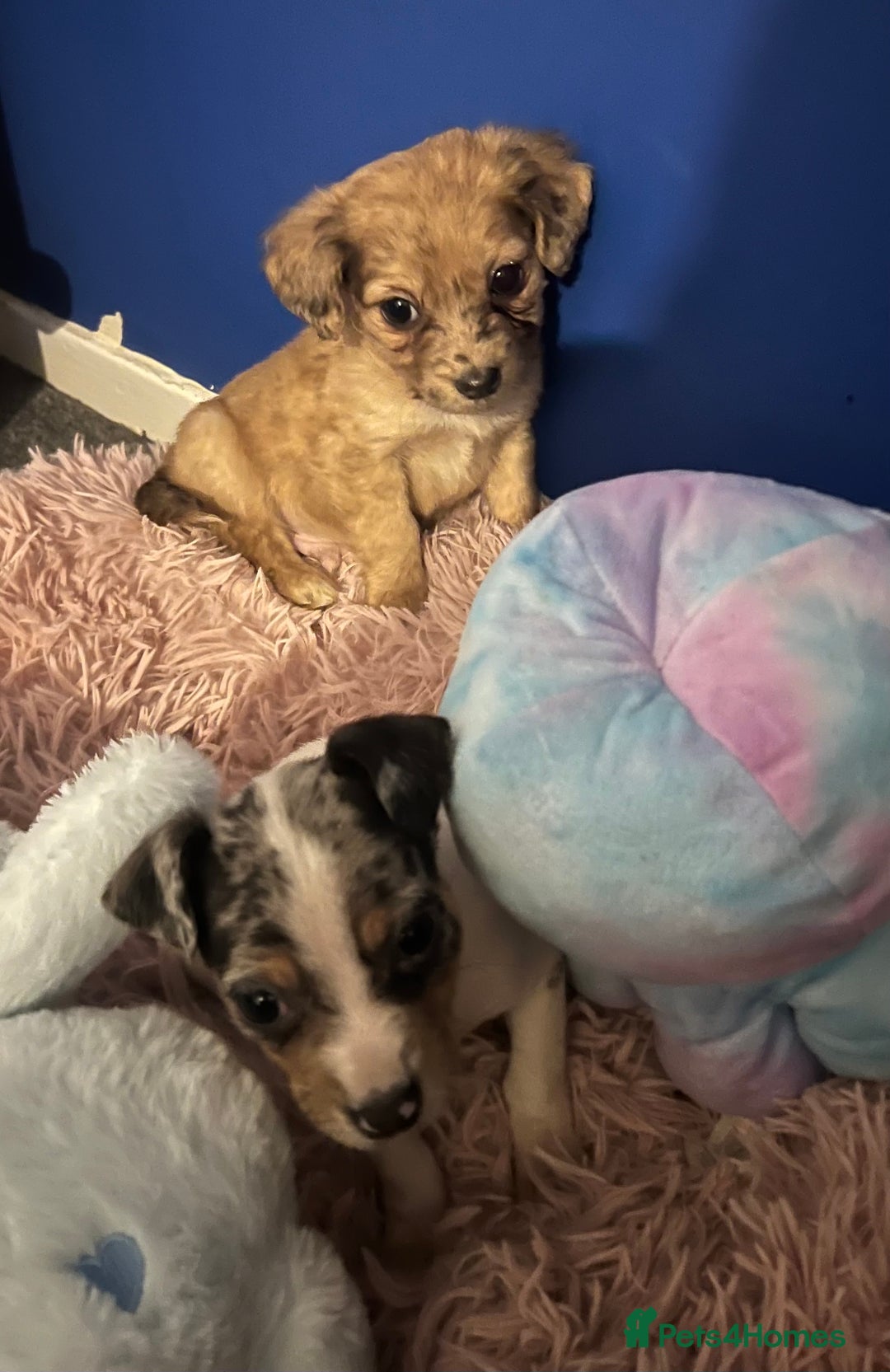 Mixed Breed dogs for sale: Beautiful Woopsie daisy cocker-jack boys  💙 - Image 2