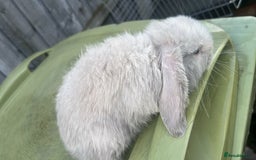 Mini Lion Lop rabbits for sale: Mini lop - Image 3