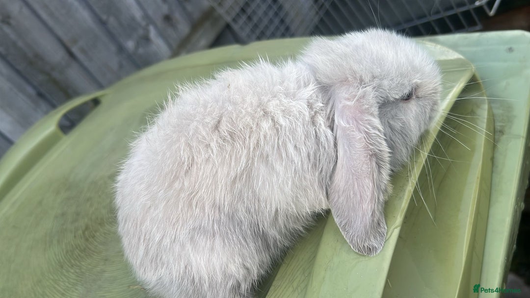 Mini Lion Lop rabbits for sale: Mini lop - Image 3