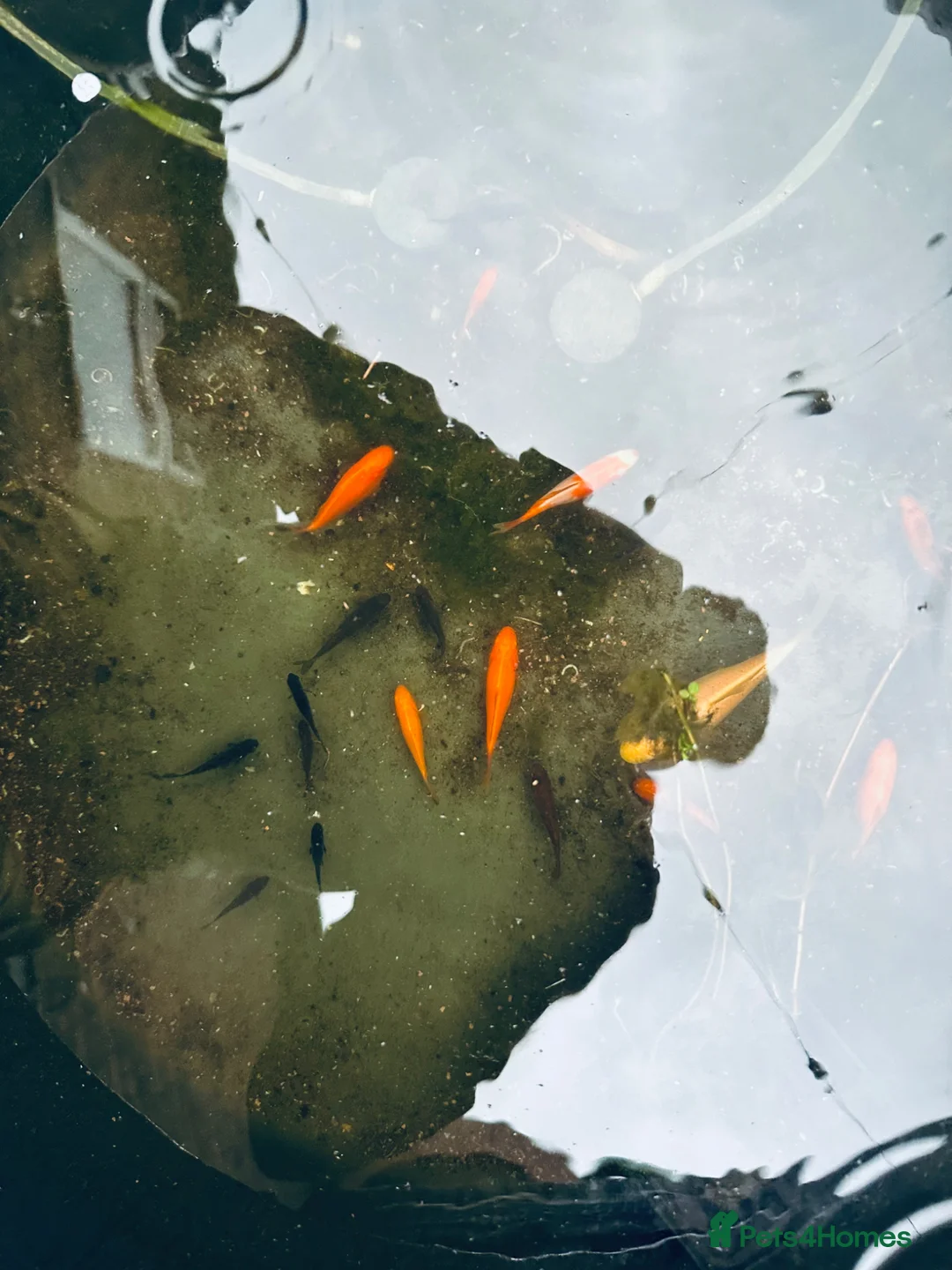 Goldfish fish for sale: Baby Pond Golfish 2-5cm   - Advert 1