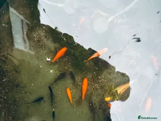 Goldfish fish Baby Pond Golfish 2-5cm - Advert 16