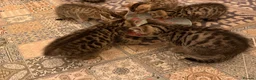 Bengal cats for sale: Kittens in Taunton - Advert 21
