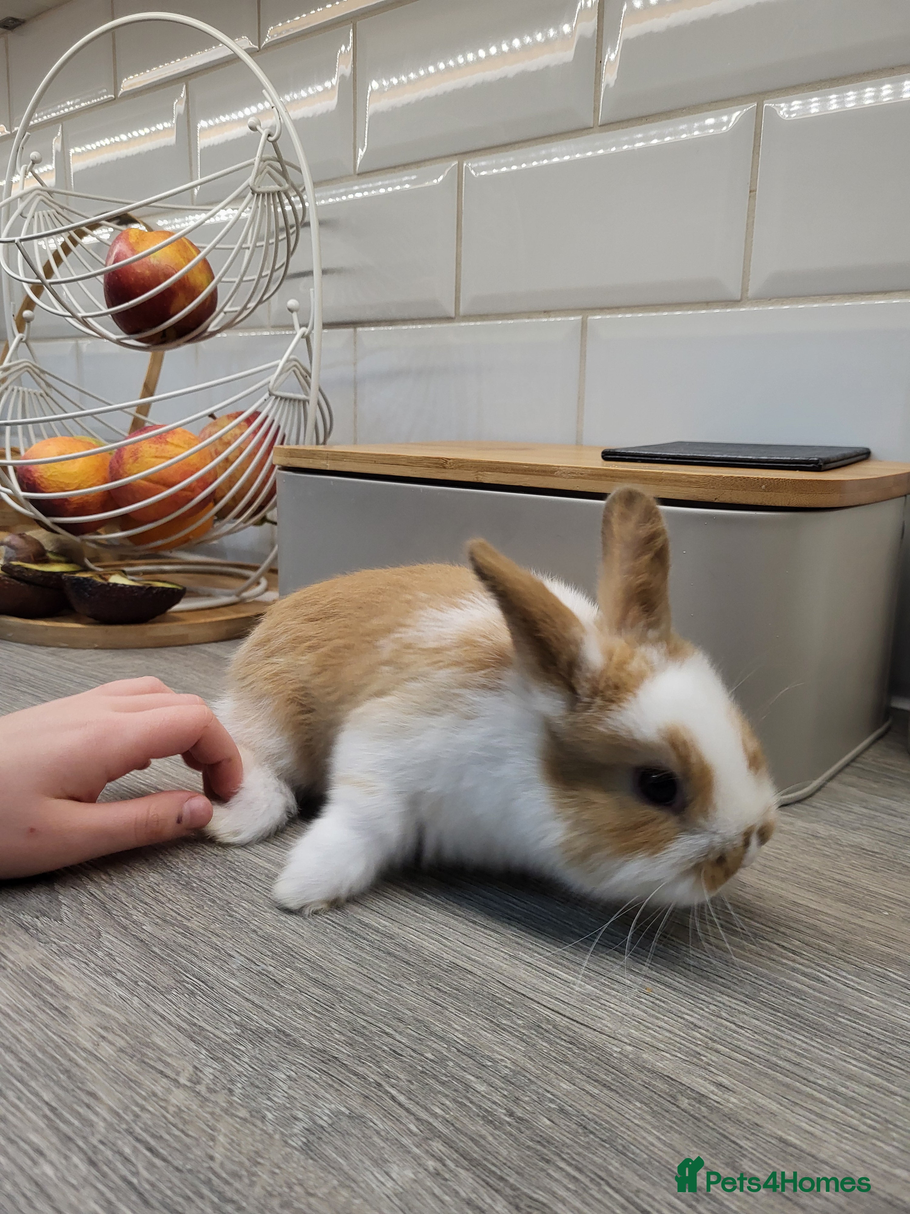 Netherland Dwarf rabbits  little bunny girl ready for new home  - Advert 23