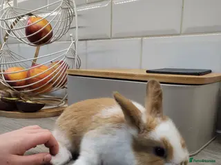 Netherland Dwarf rabbits little bunny girl ready for new home - Advert 23